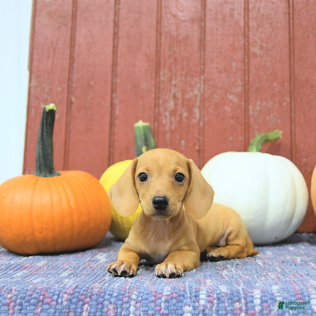 Miniature Dachshund dogs for sale: Twister - Ad 6