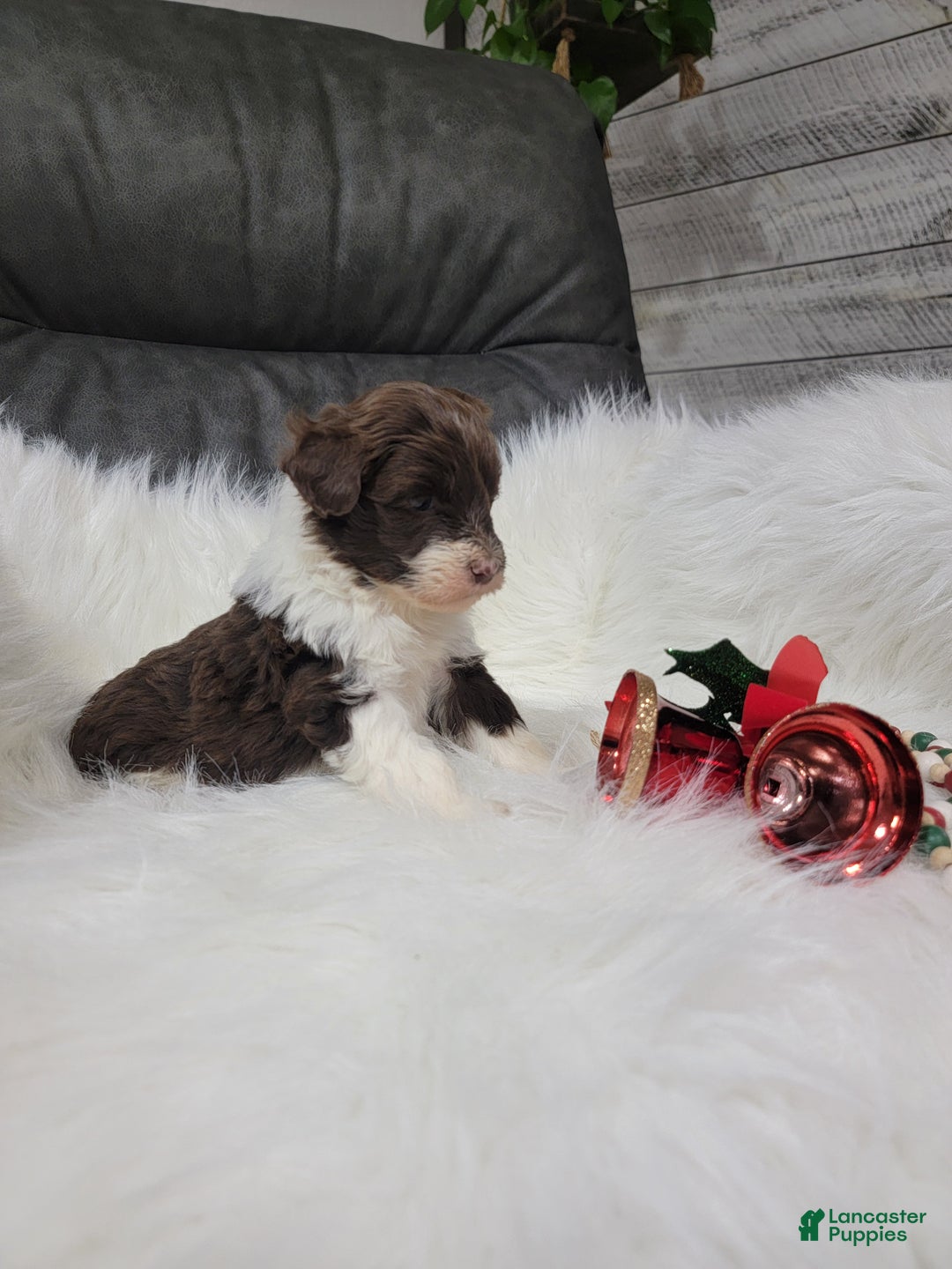 Portuguese Water Dog dogs for sale: Comet - Ad 3