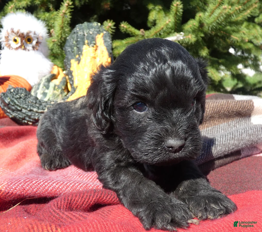 Cavapoo dogs for sale: Cavapoo 5 Black Star - Ad 1