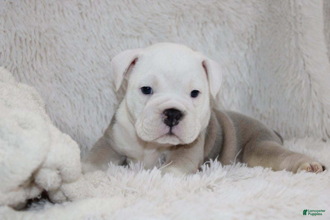 English Bulldog dogs for sale: Reece - Ad 9