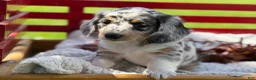 Miniature Dachshund dogs for sale: Benny - Ad 7