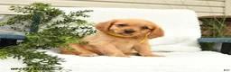 Miniature Golden Retriever dogs for sale: Sneakers - Ad 3