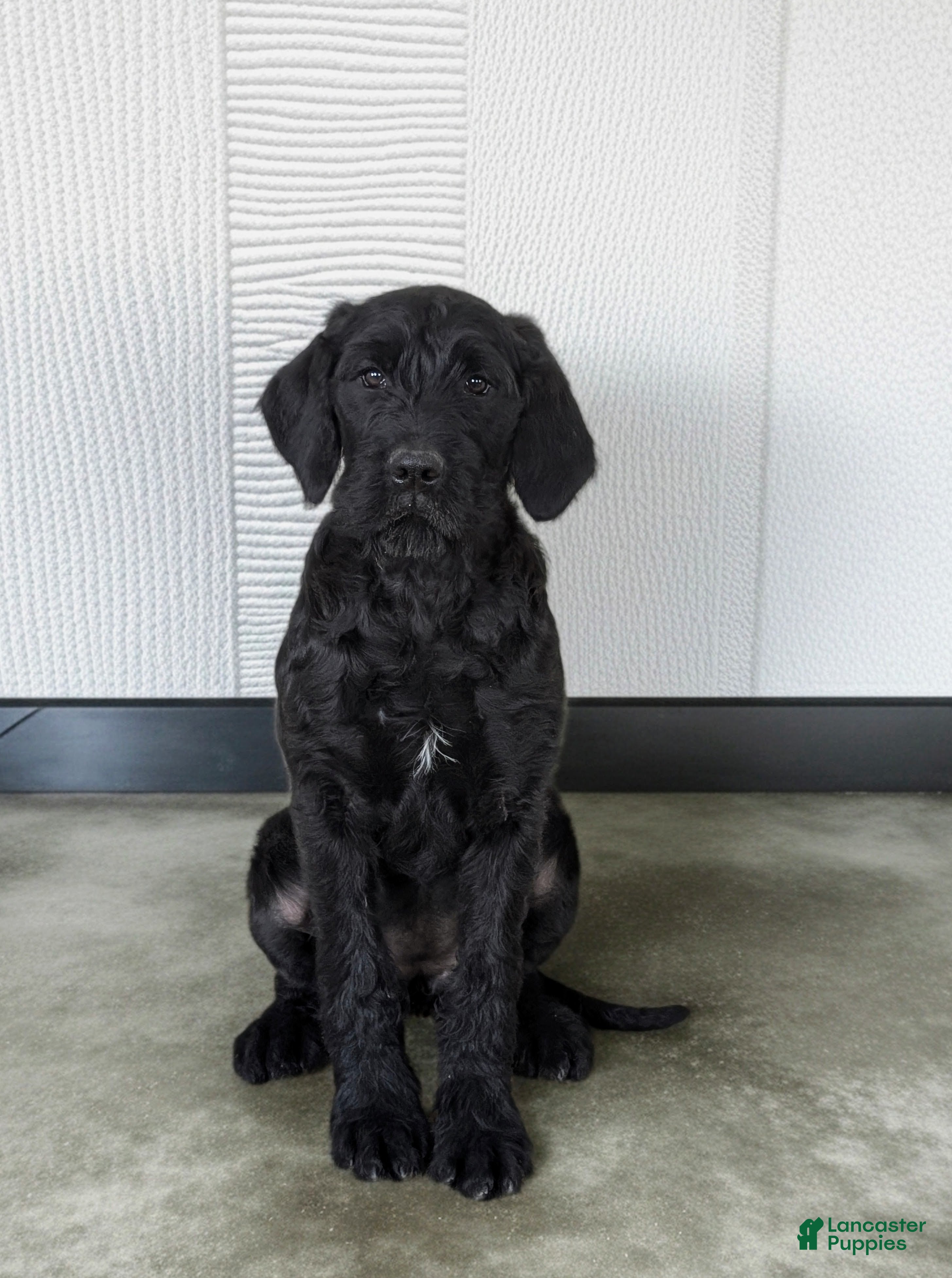 Mixed Breed dogs Audrey - Ad 1