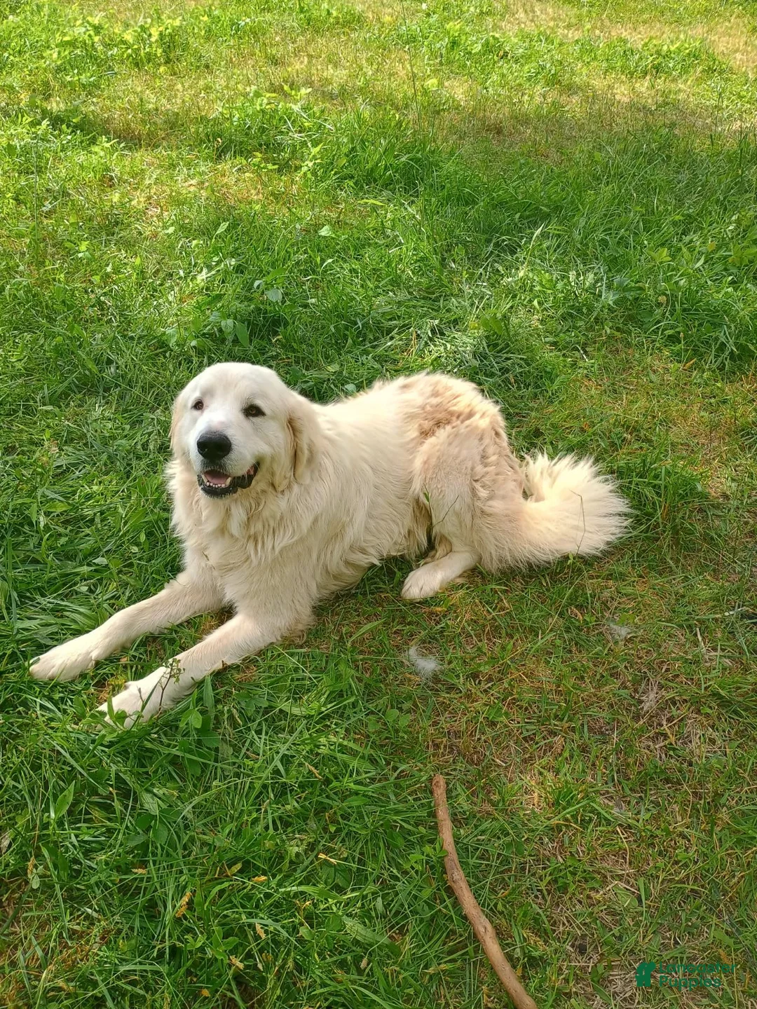 Great Pyrenees dogs for sale: Great Pyrenees 1 - Ad 5