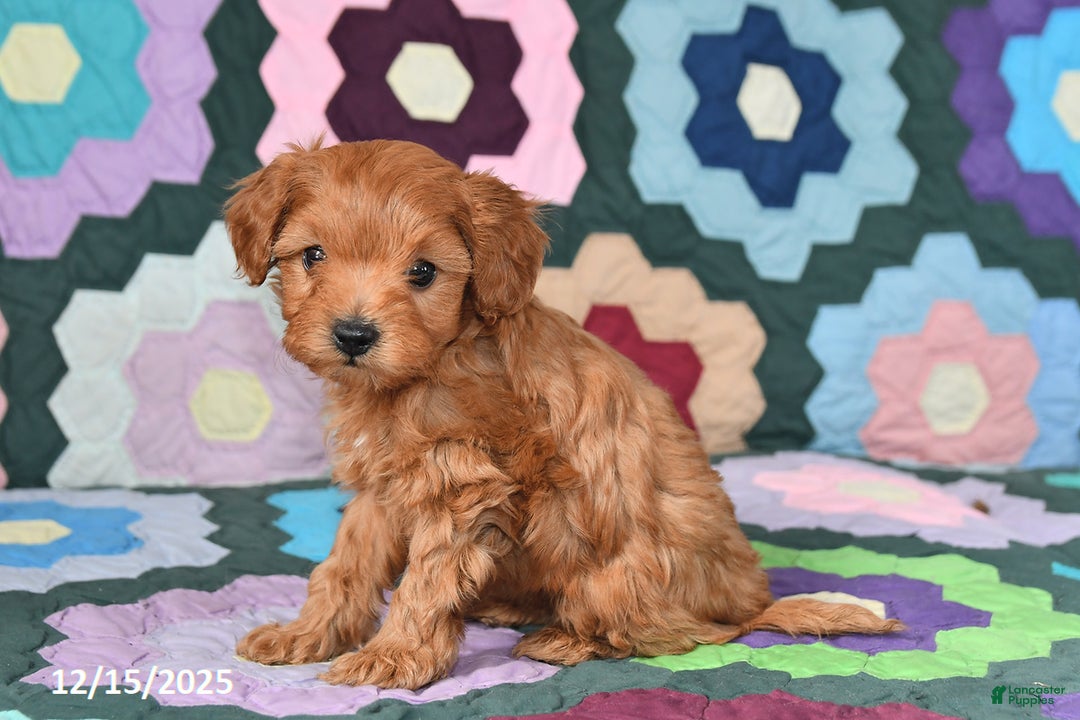 Mixed Breed dogs for sale: Jeff - Ad 5