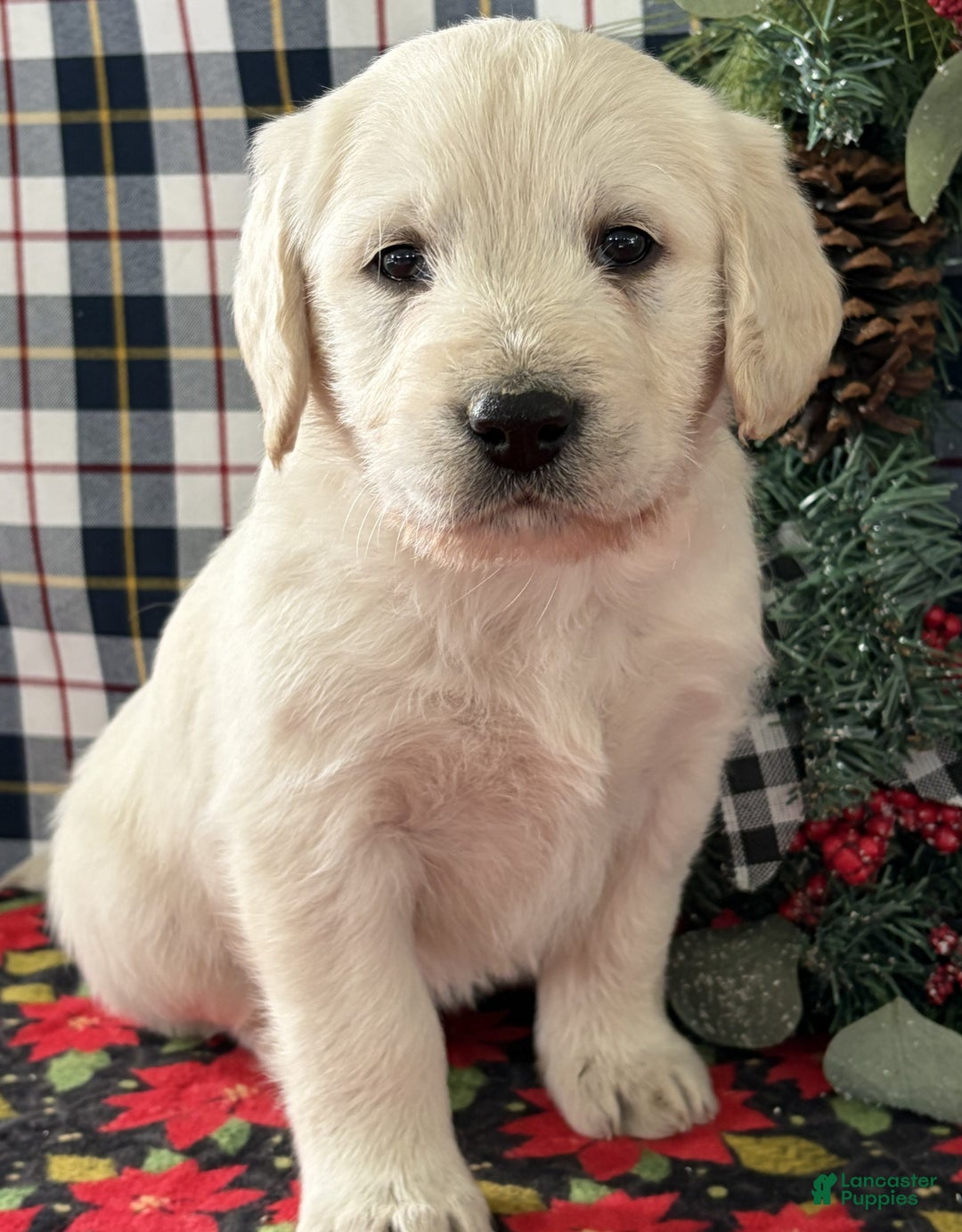 Labradoodle dogs for sale: Cody - Ad 2