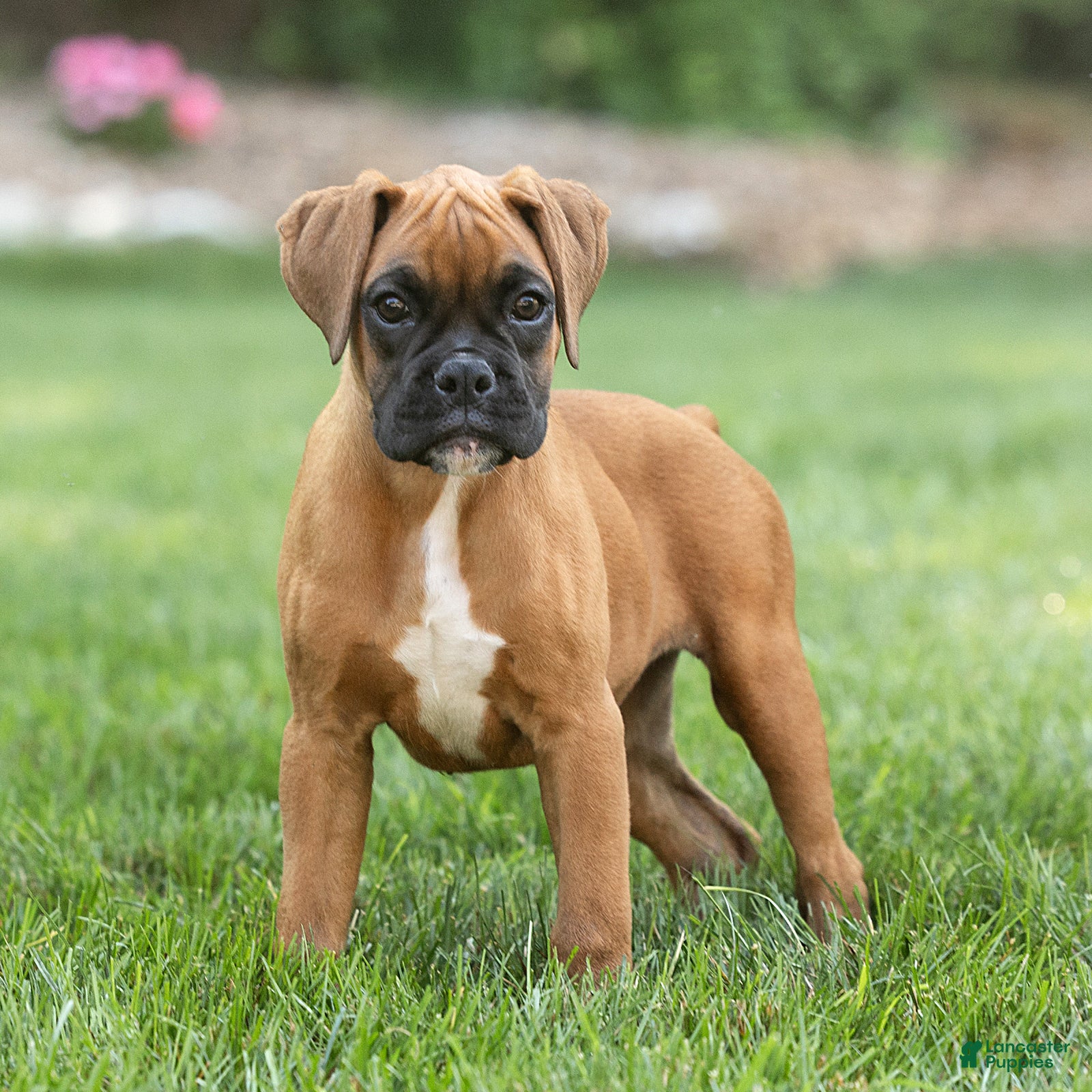 Boxer dogs Ninja Boxer  - Ad 1