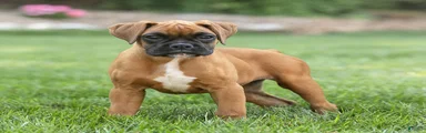 Ninja Boxer 