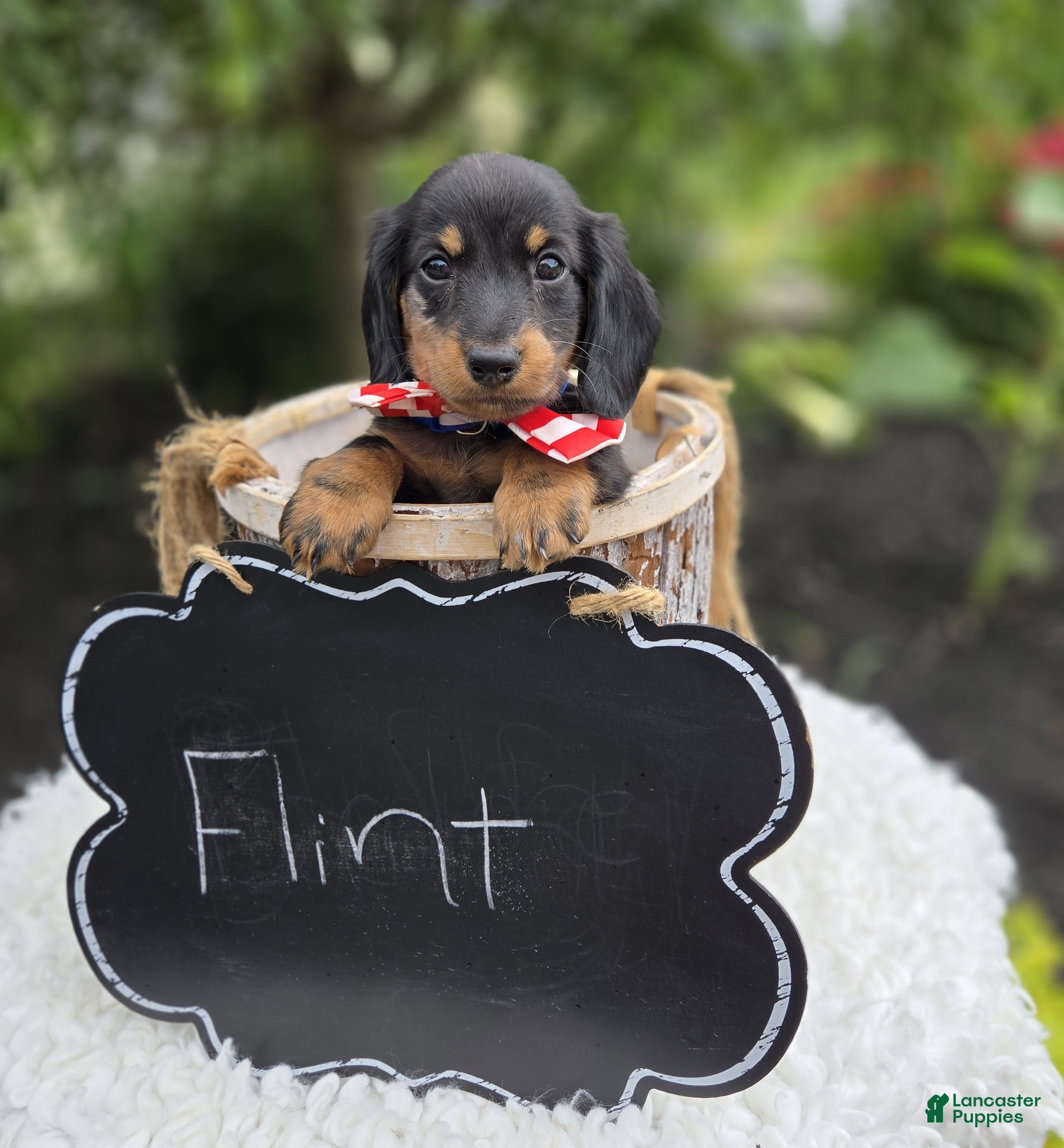 Miniature Dachshund dogs Flint - Ad 2