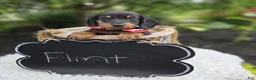 Miniature Dachshund dogs for sale: Flint - Ad 2