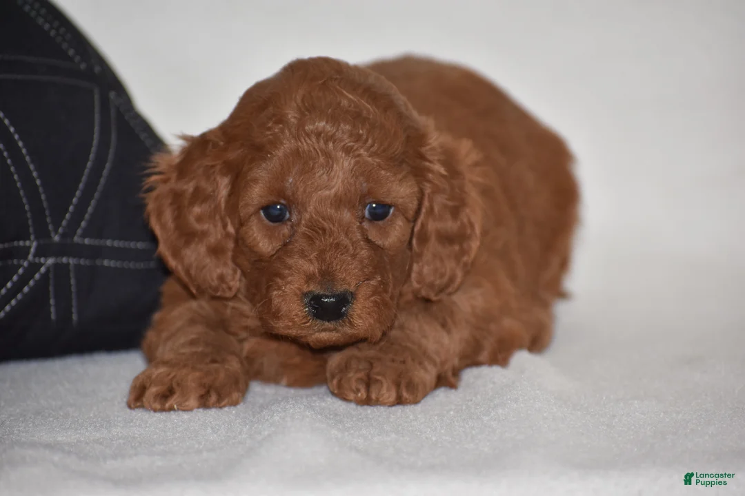 Mini Goldendoodle dogs for sale: Willow - Ad 2