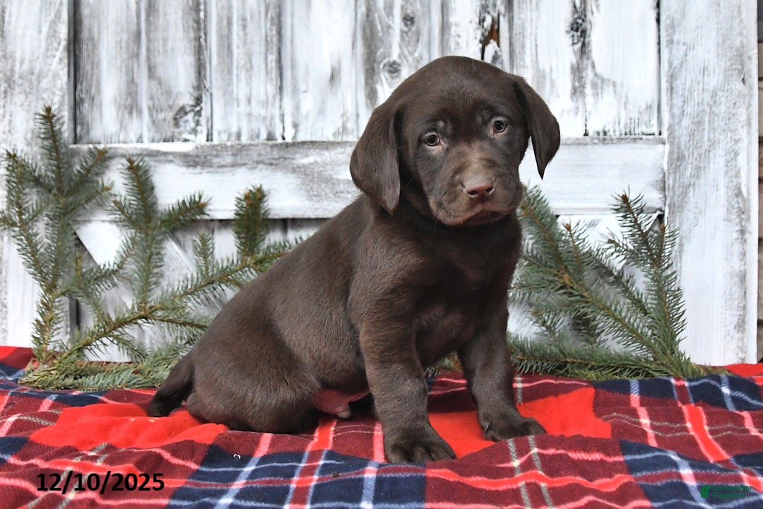 Labrador Retriever dogs for sale: Silas - Ad 1
