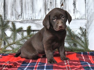 Labrador Retriever dogs Silas - Ad 27