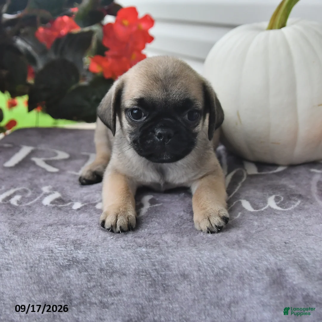 Puggle dogs for sale: Russet - Ad 1
