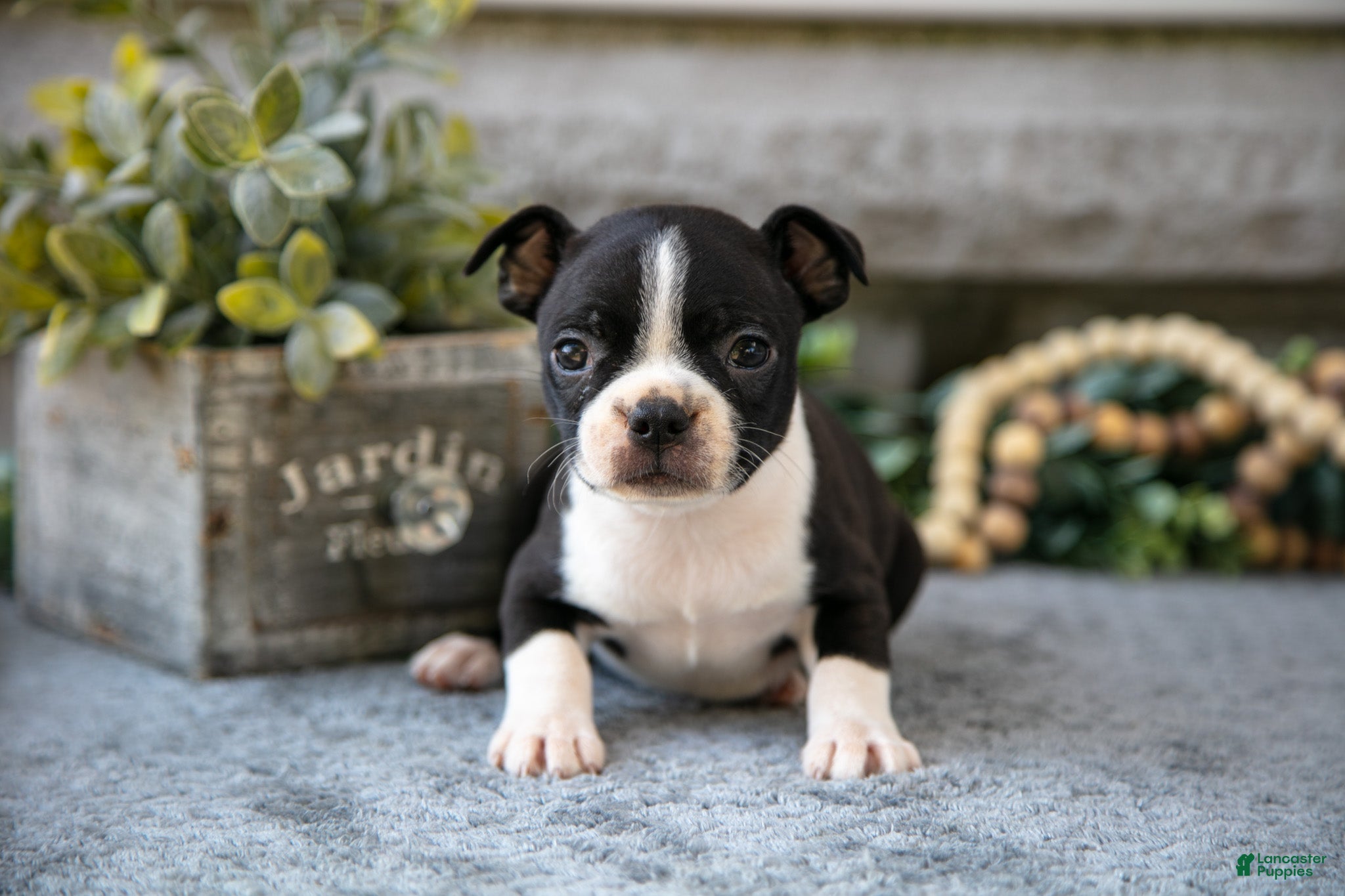 Boston Terrier dogs Fuchsia - Ad 5