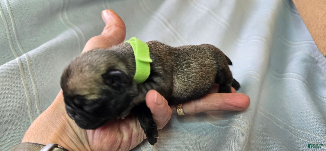 Pug dogs for sale: Tiny Dancer - Ad 4