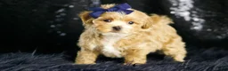 Maltipoo dogs for sale: Finley - Ad 6