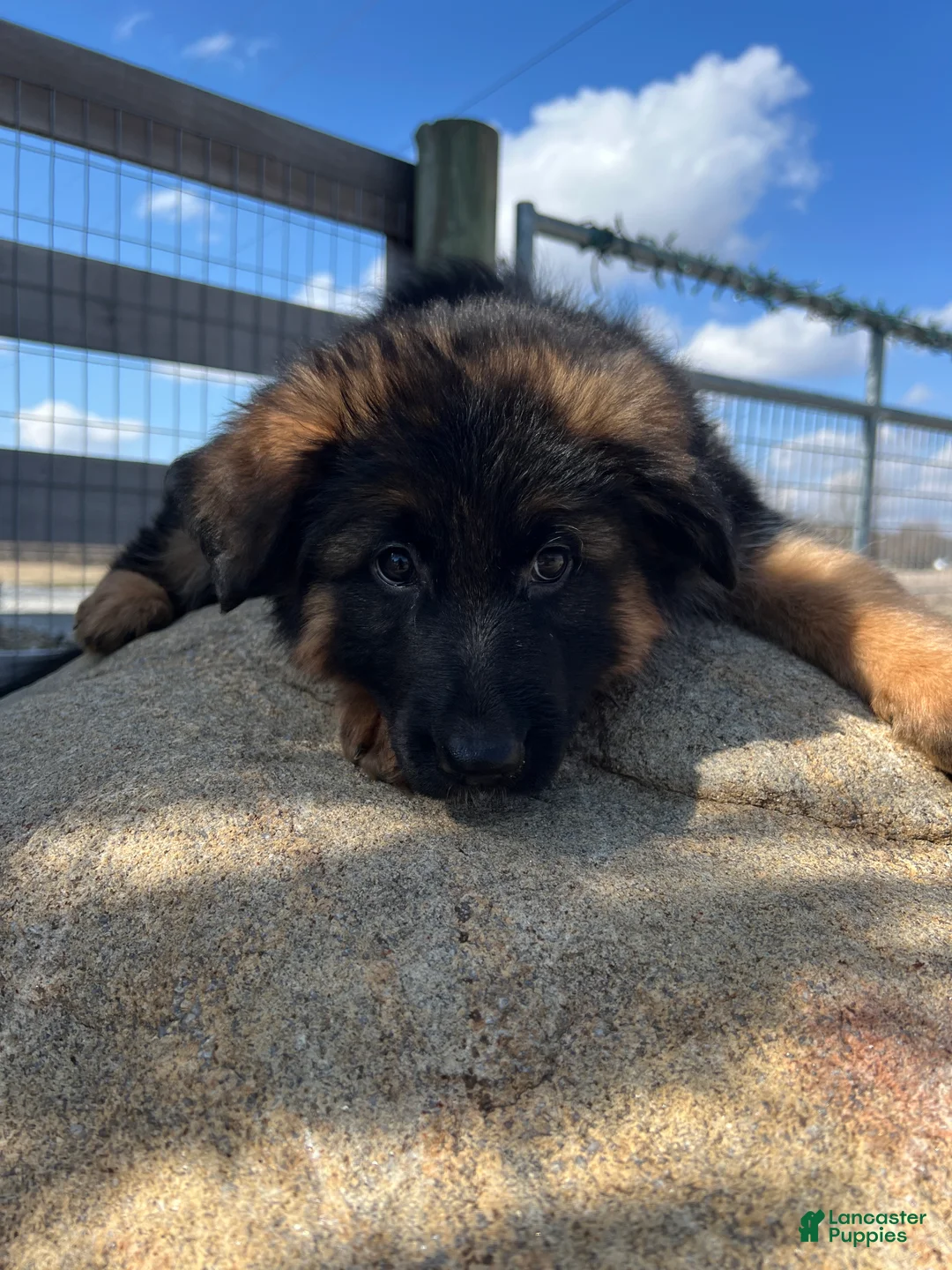 German Shepherd dogs for sale: Bell - Ad 2