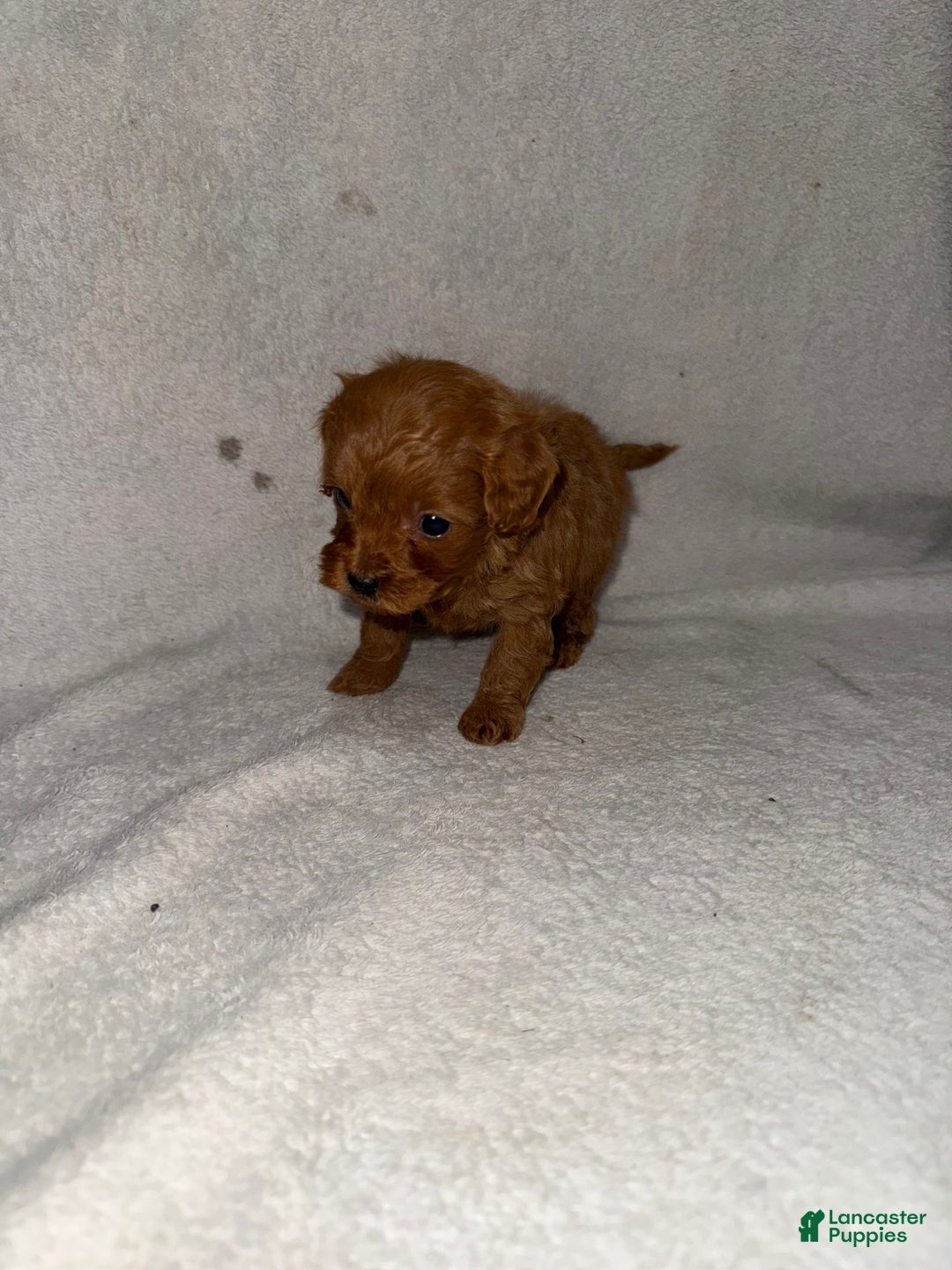 Cavapoo dogs for sale: Cavapoo Puppy 4 - Ad 2