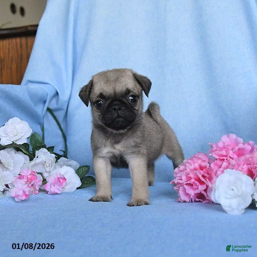 Pug dogs Tulip - Ad 5