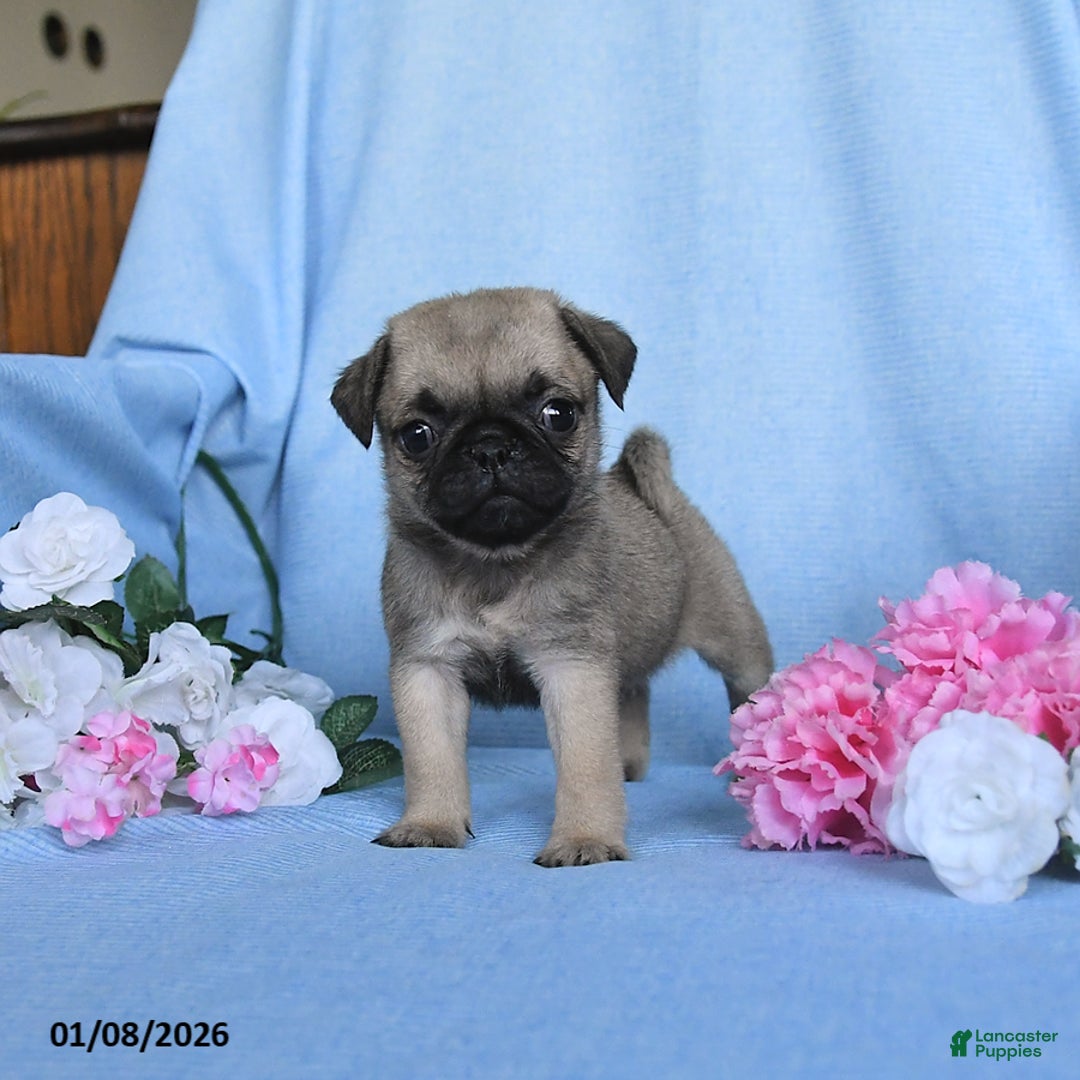 Pug dogs for sale: Tulip - Ad 1