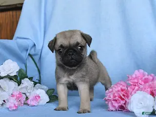 Pug dogs Tulip - Ad 5