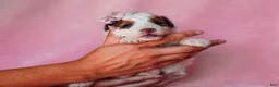 Mini Bernedoodle dogs for sale: Sombrina - Ad 3