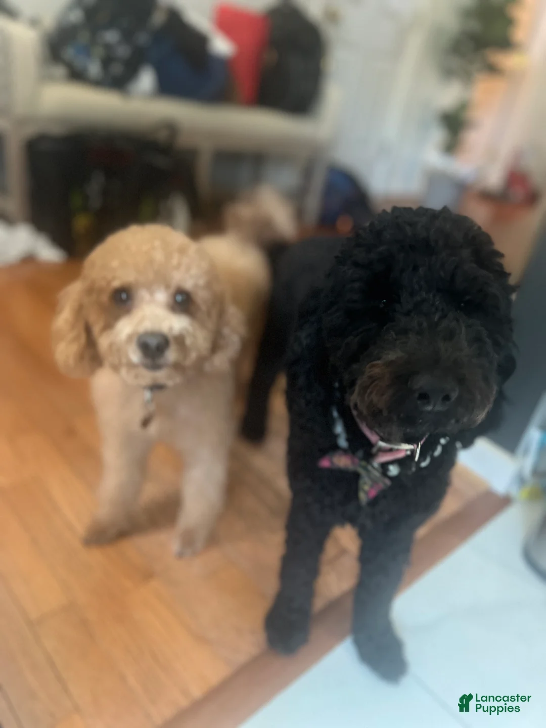 Mini Goldendoodle dogs for sale: Pixie  - Ad 3
