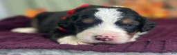 Bernedoodle dogs for sale: Indie - Ad 4