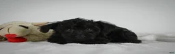 Yorkiepoo dogs for sale: Ammon - Ad 6