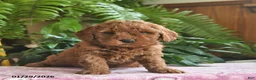 Mini Goldendoodle dogs for sale: Frosty  - Ad 4