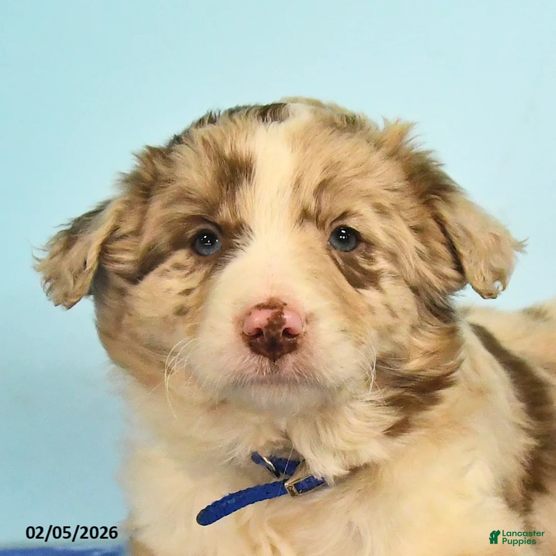 Mixed Breed dogs for sale: Lori - Ad 3