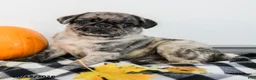 Pug dogs for sale: Paxton - Ad 5