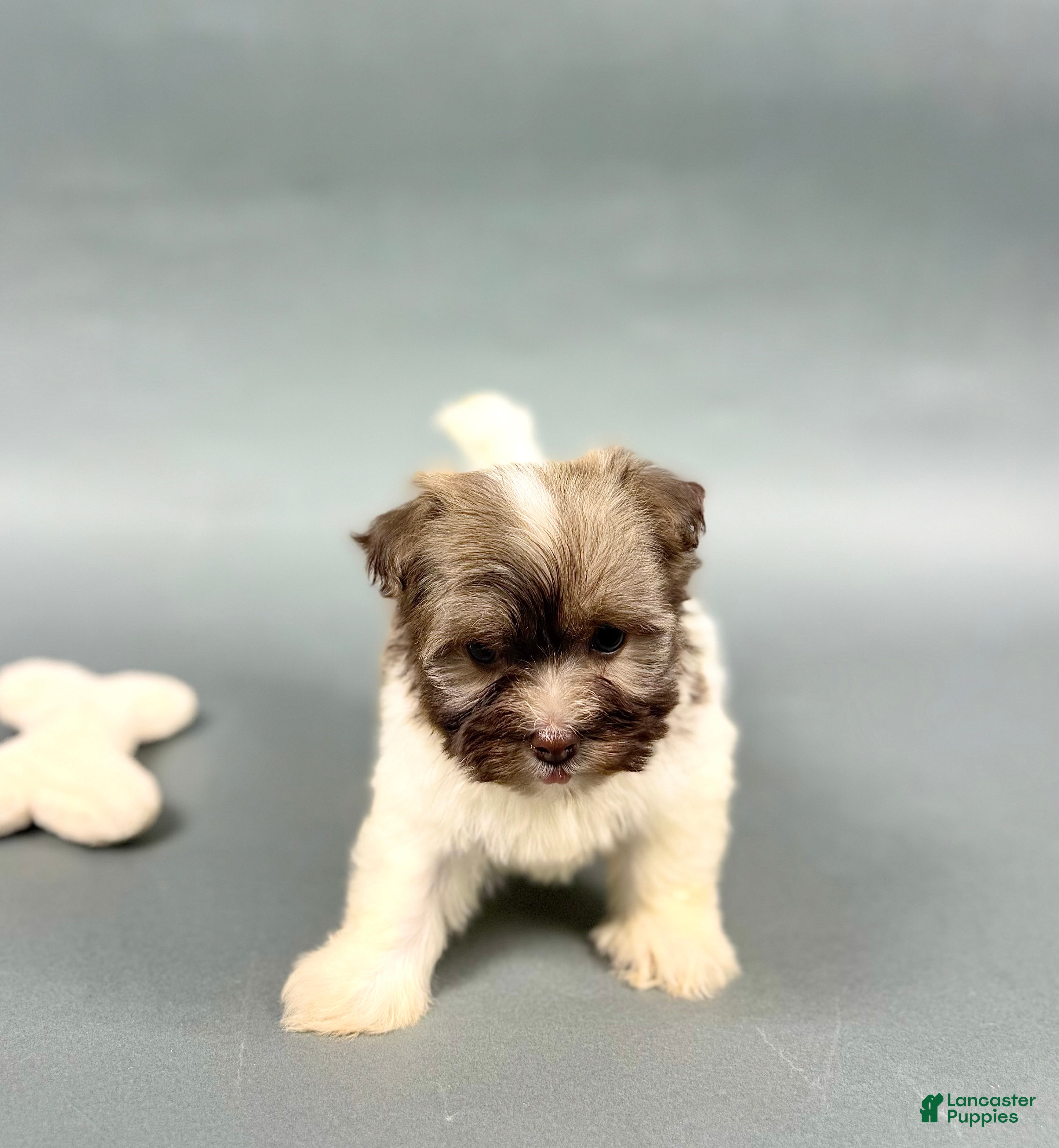 Havanese dogs TYLER - Ad 38
