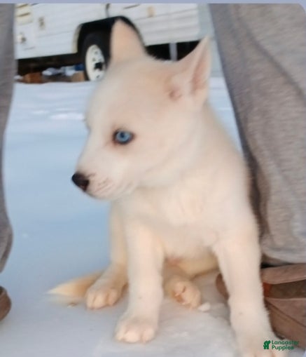 Siberian Husky dogs Neeko  - Ad 13