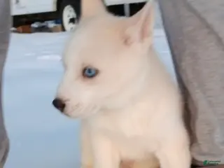 Siberian Husky dogs Neeko - Ad 13