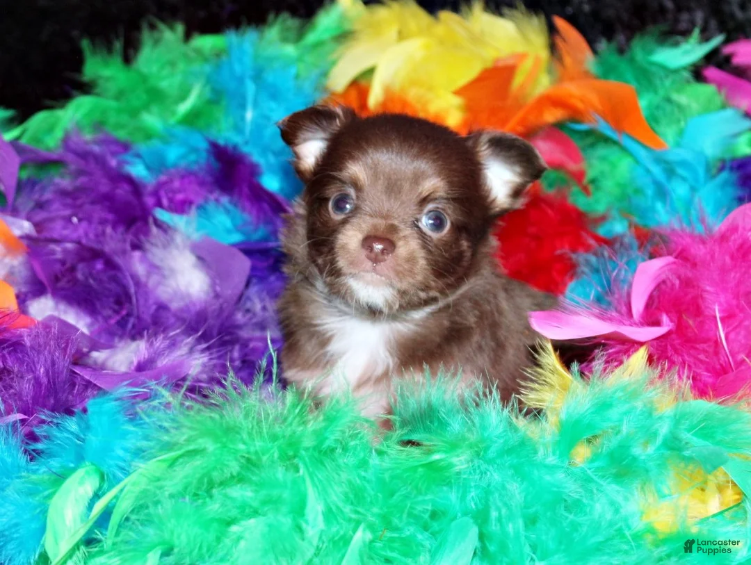 Chihuahua dogs for sale: Holly - Ad 2