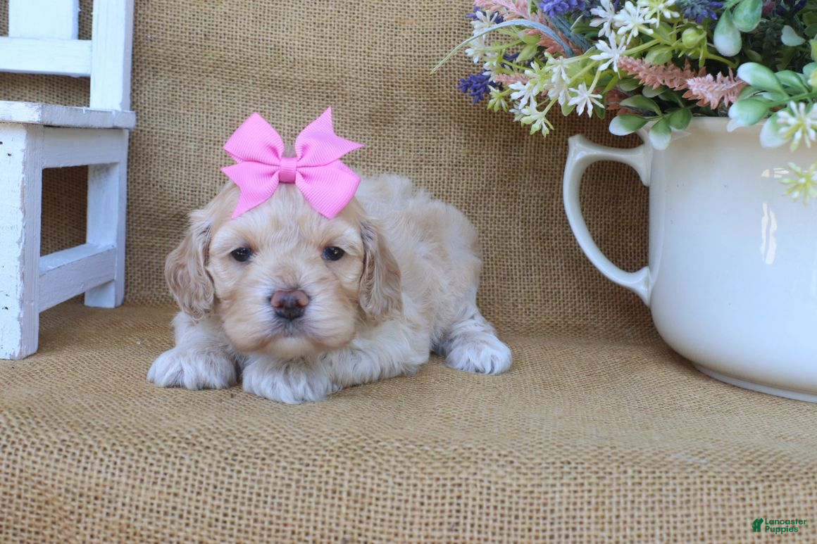 Cockapoo dogs Camille - Ad 2