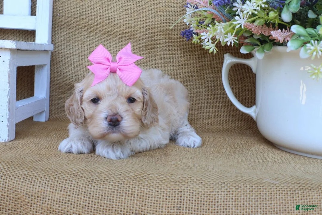 Cockapoo dogs for sale: Camille - Ad 2