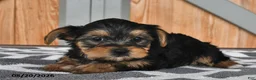 Mixed Breed dogs for sale: Adam - Ad 4
