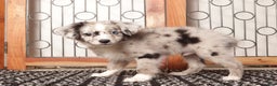 Mixed Breed dogs for sale: Cashew Male Merle Toy Aussie Poo - Ad 3