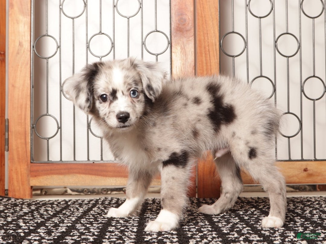 Mixed Breed dogs for sale: Cashew Male Merle Toy Aussie Poo - Ad 3