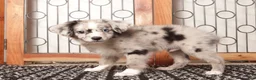 Mixed Breed dogs for sale: Cashew Male Merle Toy Aussie Poo - Ad 3