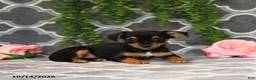 Chorkie dogs for sale: Kendra - Ad 2