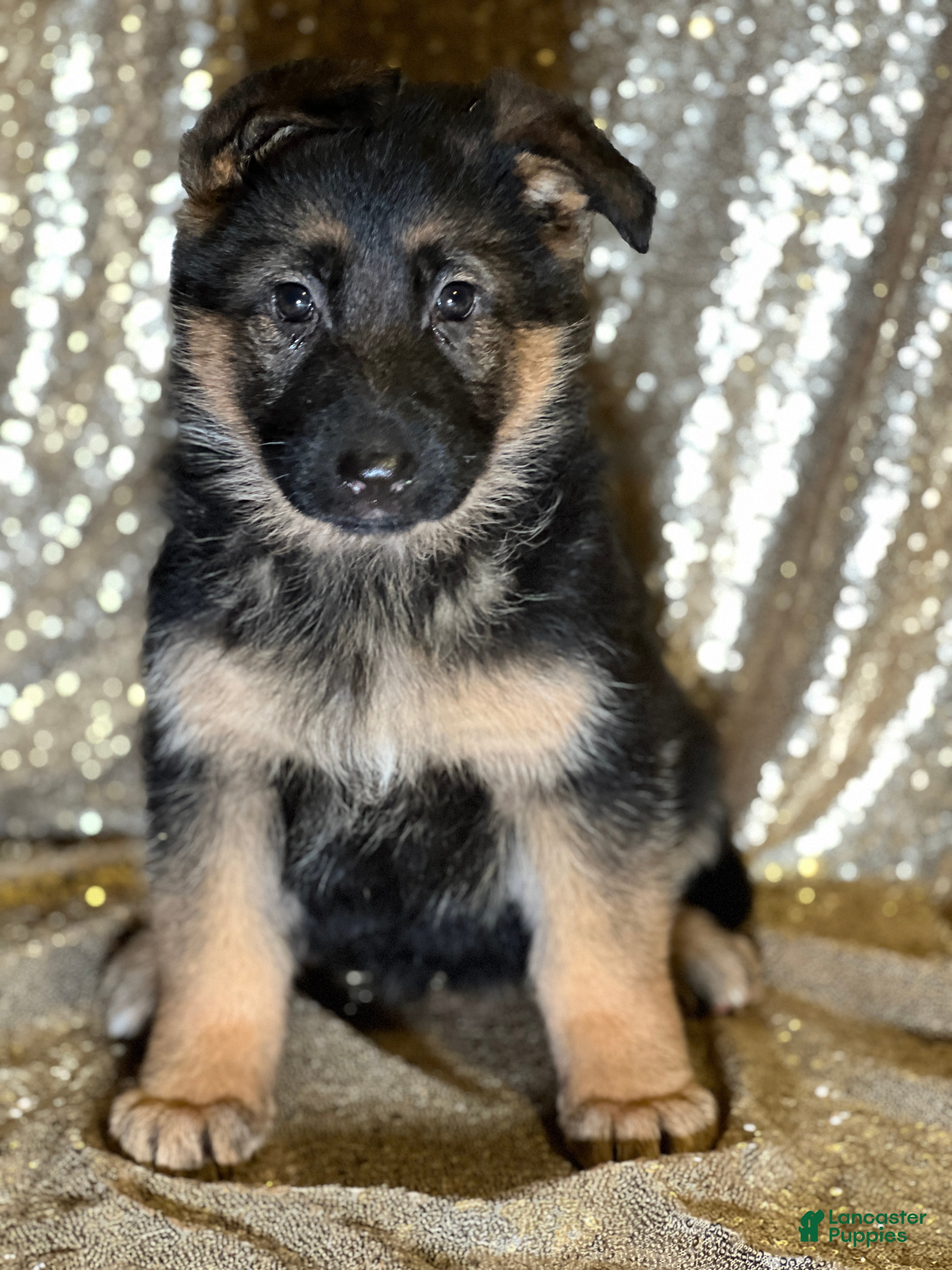 German Shepherd dogs Windy - Ad 28