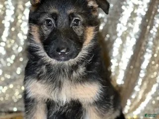 German Shepherd dogs Windy - Ad 28