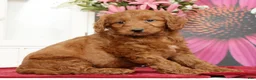 Mini Goldendoodle dogs for sale: Max - Ad 3