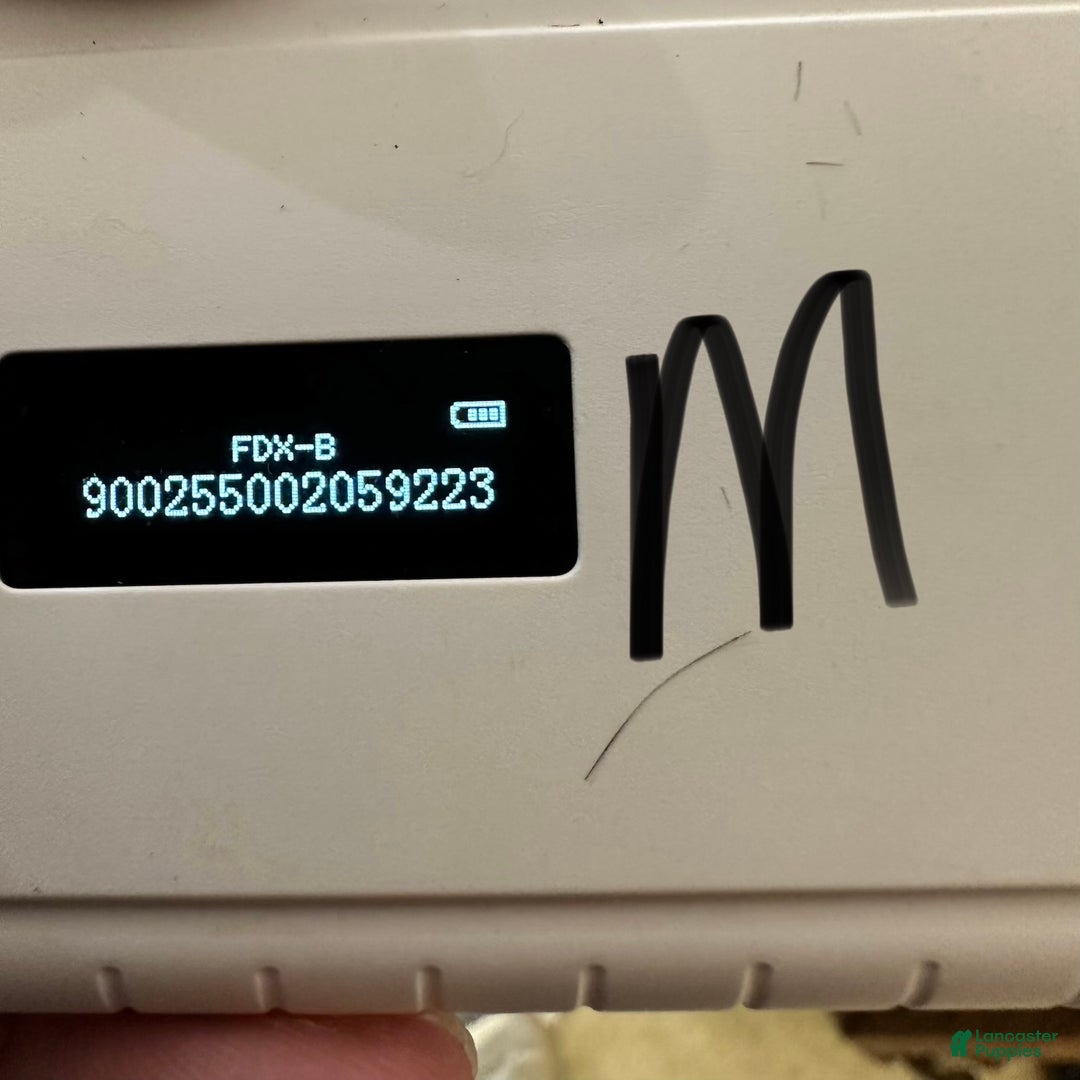 Shih Tzu dogs for sale: Hudson - Ad 11