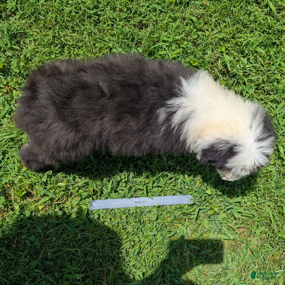 Old English Sheepdog dogs for sale: Flurry - Ad 18
