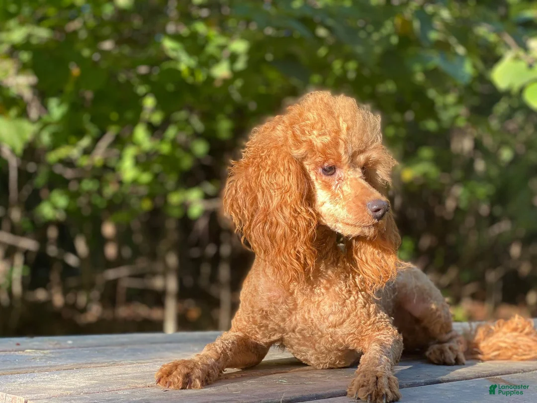Mini Goldendoodle dogs for sale: Paislee - Ad 18